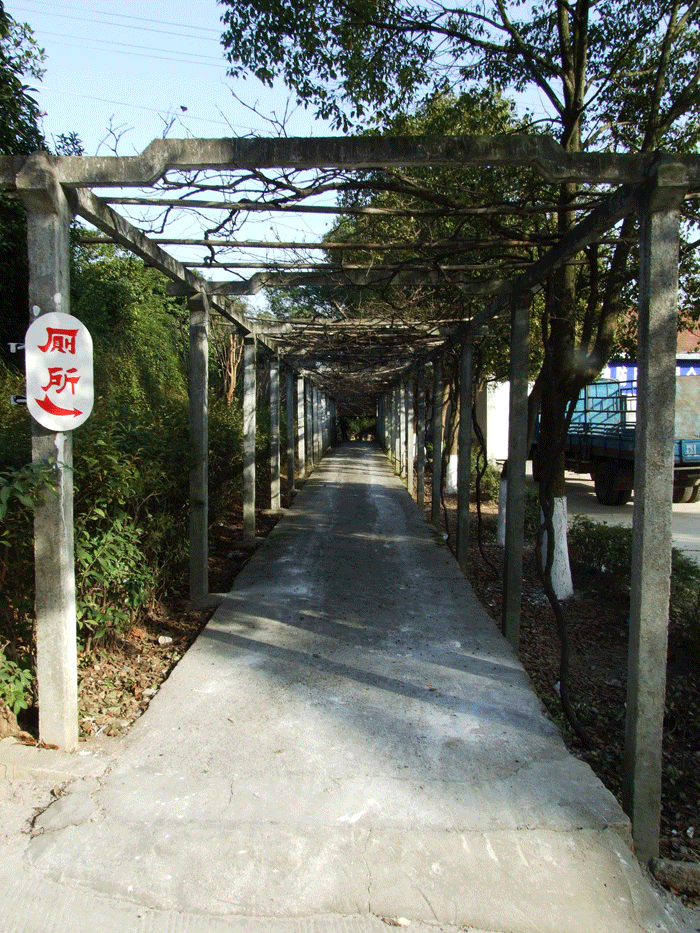 grape trellis